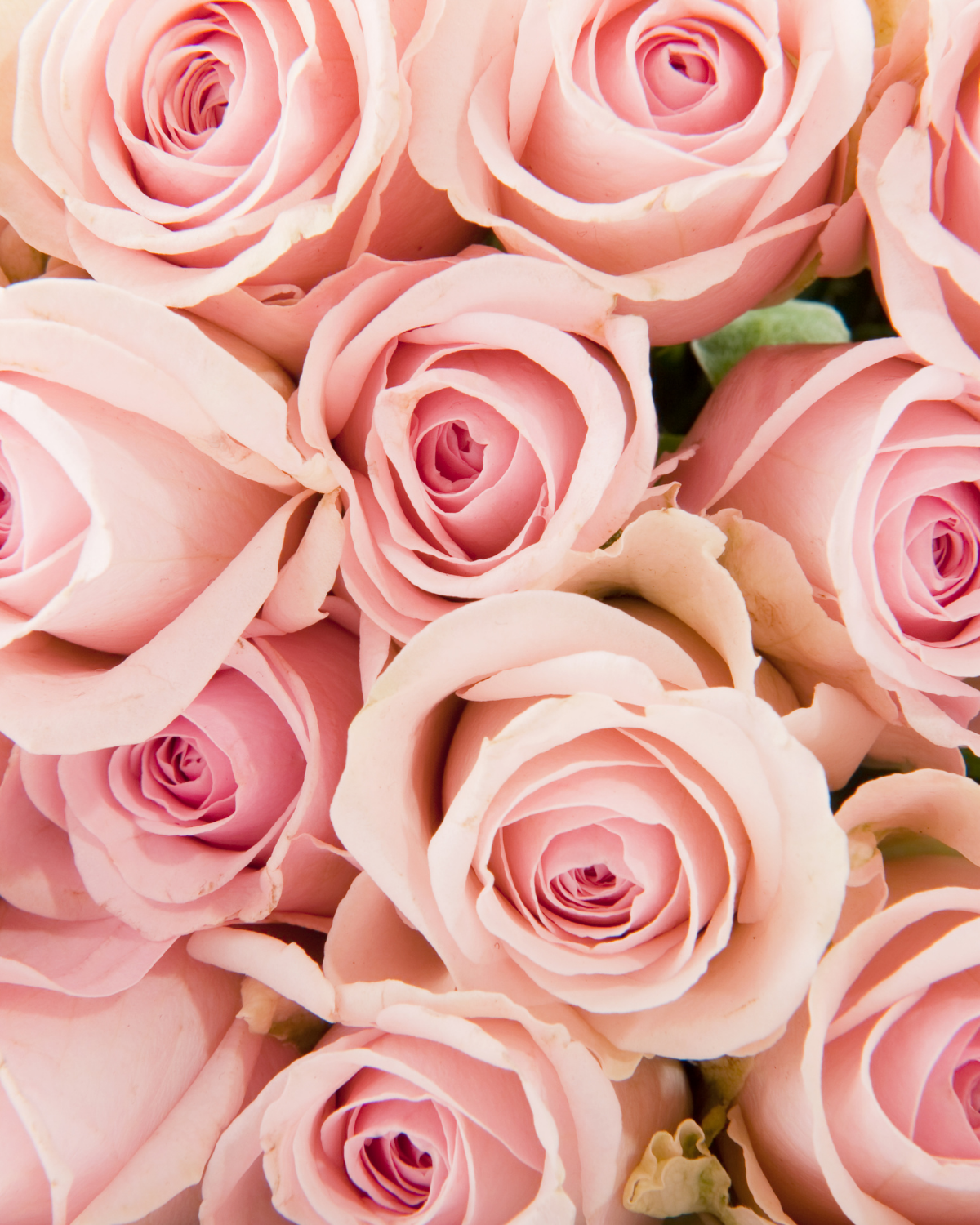 Workshop: Introductory Series – The Art of Floral Design GAROFANO® School of Flowers